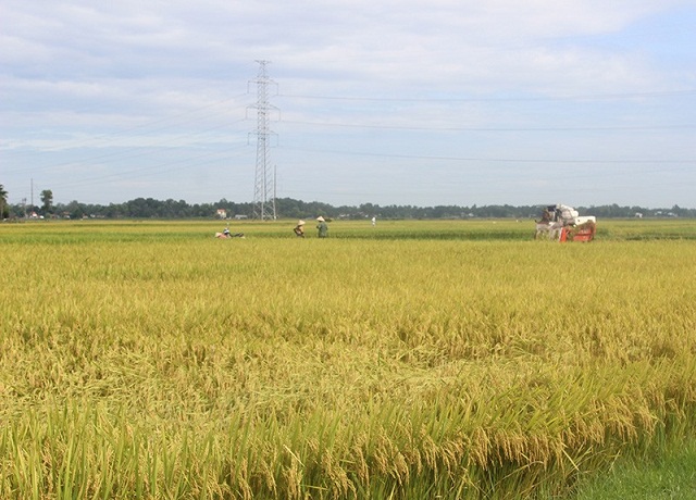 Ruộng mô hinh CSA (Ảnh: TL)