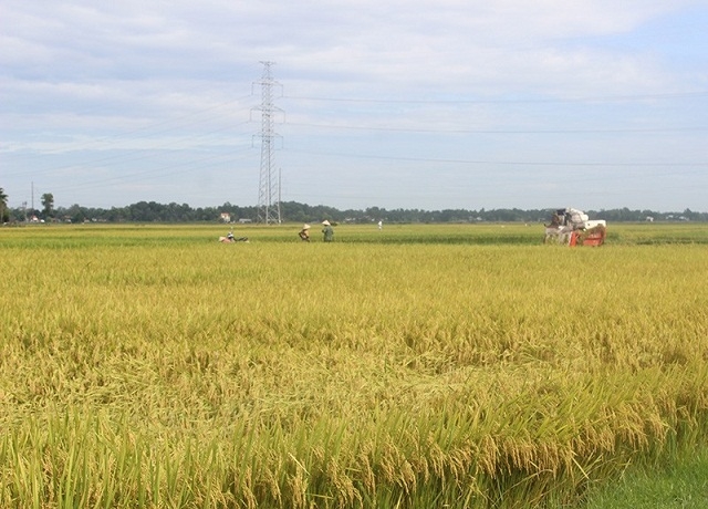 Ruộng mô hinh CSA (Ảnh: TL)