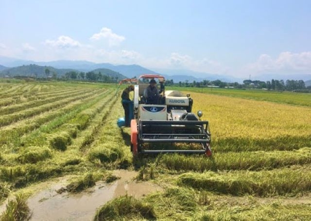 HTX đóng vai trò như một bà đỡ cho mô hình sản xuất lúa hữu cơ (Ảnh: TL)