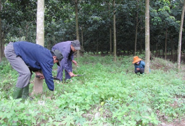 Trồng cây cao su đang là chủ lực phát triển kinh tế huyện Nam Giang (Ảnh: TL)