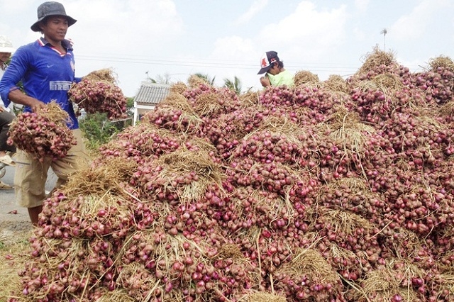 Người dân đang được hỗ trợ tiêu thụ hành (Ảnh: TL)