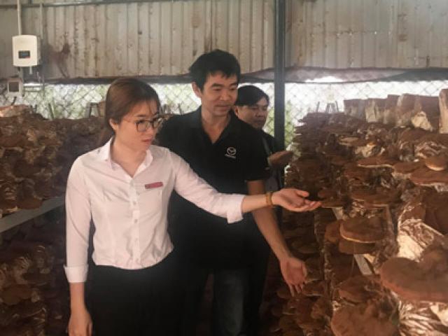 Lớp tập huấn kỹ thuật trồng nấm cho người dân.