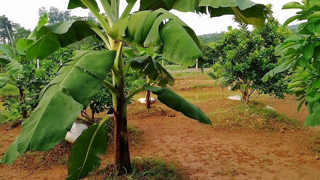 Mô hình trồng chuối xen canh cây ăn trái của HTX cây ăn trái K21 góp phần nâng cao thu nhập cho người dân (Ảnh:Internet)