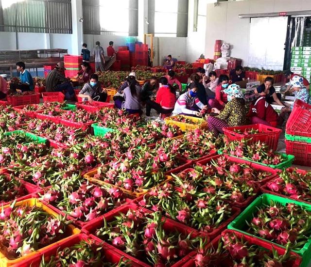 Trái cây Việt Nam xuất khẩu sang Thái Lan tăng hơn 240% (Ảnh Internet)