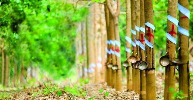 Nhiều cánh rừng cao su ở Bình Phước đang chưa thể thu hoạch mủ do giá đang rớt khiến nhiều HTX trồng cao su gặp khó khăn.