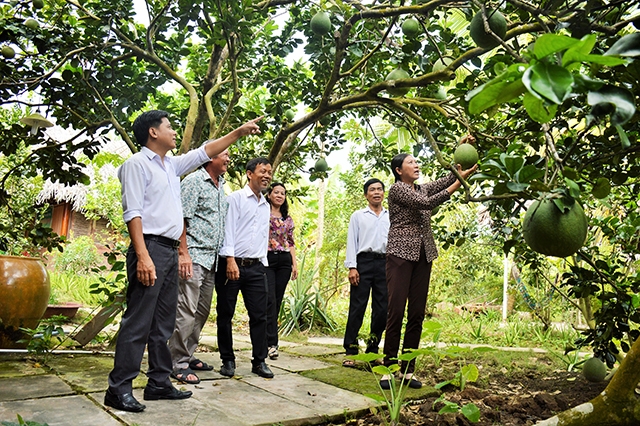 Các HTX đang có vai trò tích cực trong chuyển đổi cơ cấu cây trồng thích ứng biến đổi khí hậu (Ảnh TL)