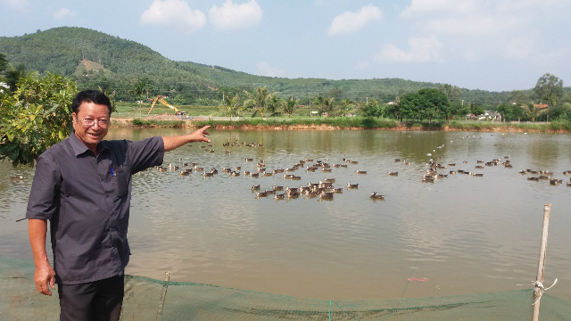 Giám đốc Nguyễn Văn Nặc giới thiệu đàn vịt trời chuẩn bị xuất bán (ảnh T. Vân)