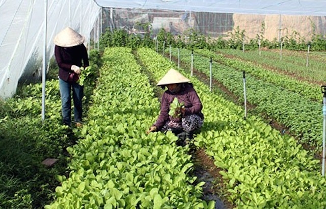 Các mô hình trồng rau an toàn ở xã Xuân Thới đã giúp nhau cùng vươn lên thoát nghèo (ảnh:TL)