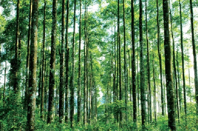 Cần có những chính sách để hỗ trợ thành lập HTX nhằm mở rộng diện tích rừng gỗ lớn đạt tiêu chuẩn FSC (Ảnh: TL)