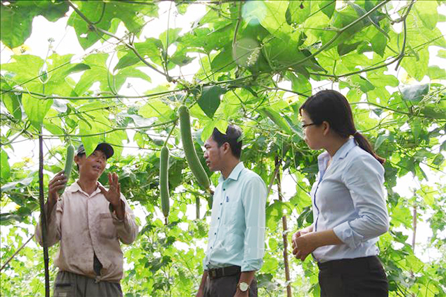 Nhiều HTX tại Trà Vinh đang bứt lên, trở thành điểm tựa thoát nghèo, làm giàu cho nông dân (Ảnh Tư liệu)