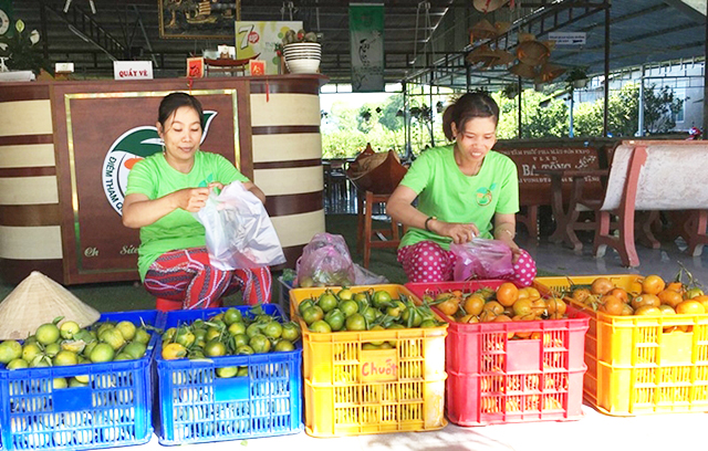 Các HTX thành lập từ hội quán nông nghiệp có nền tảng phát triển vững vàng (Ảnh TL)
