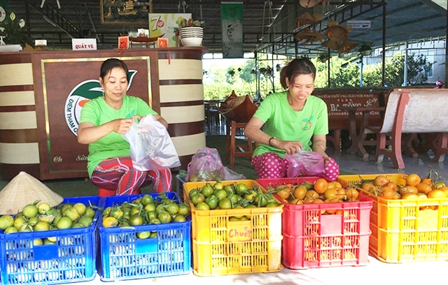 Các HTX thành lập từ hội quán nông nghiệp có nền tảng phát triển vững vàng (Ảnh TL)