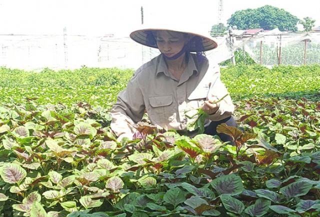 Trồng rau sạch giúp nâng cao đời sống của người dân.