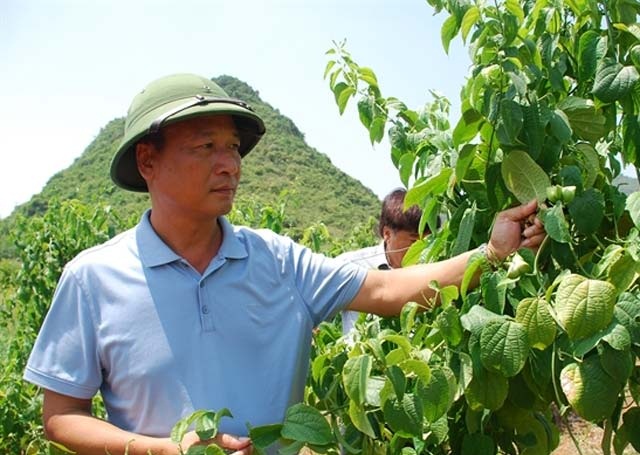 HTX Hòa Bình còn mở rộng sang trồng cây sachi theo hướng hàng hóa.