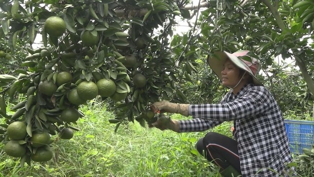 Những người trẻ ở xã Tân Mỹ vươn lên làm giàu từ các mô hình vườn cây ăn trái (ảnh:TL)