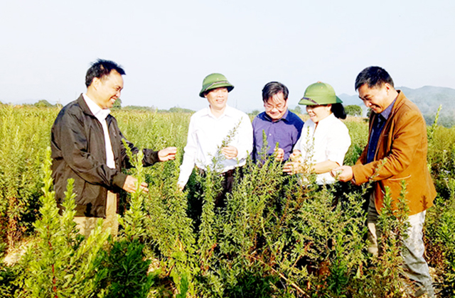 Cây dược liệu đang trở thành cây thế mạnh, mang lại lợi ích kinh tế cao tại Sơn Động (Ảnh Tư liệu)