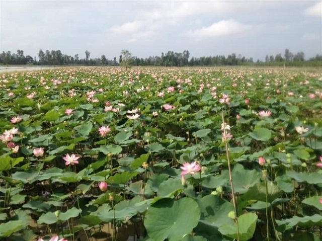 Trồng sen đã mang lại hiệu quả cao cho người dân Đại Lộc (Ảnh: TL)