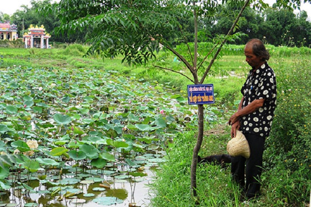 Mô hình trồng sen kết hợp của gia đình anh Võ Đức (Ảnh: TL)