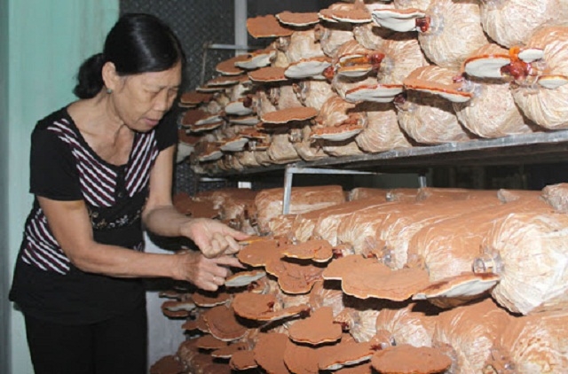 HTX đang tập trung trồng nấm linh chi và bào ngư (Ảnh:TL)