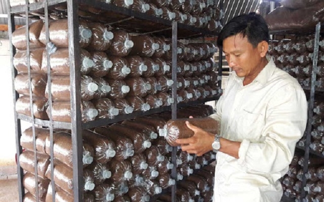 HTX luôn chú trọng kho học kỹ thuật để bảo đảm chất lượng nấm (Ảnh:TL)