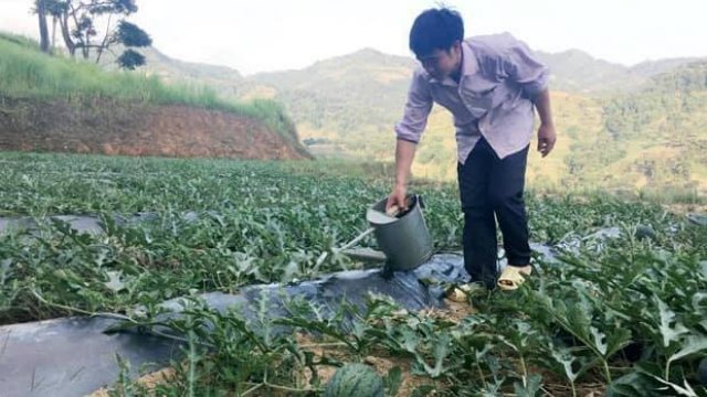 Nhiều thành viên HTX Bình An đã mạnh dạn chuyển đổi cơ cấu cây trồng (Ảnh: TL)
