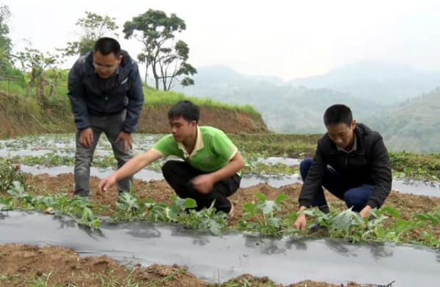 Việc chuyển đổi cơ cấu cây trồng đã thay đổi bộ mặt nông thôn mới, giúp người dân xoá đói giảm nghèo (Ảnh: TL)