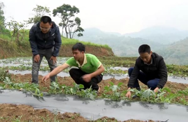 Việc chuyển đổi cơ cấu cây trồng đã thay đổi bộ mặt nông thôn mới, giúp người dân xoá đói giảm nghèo (Ảnh: TL)