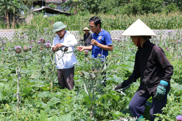 Phát triển dược liệu là hướng đi đúng của chính quyền (Ảnh: TL)