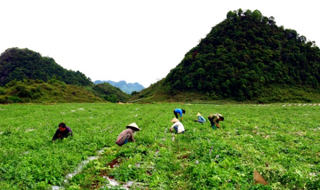 Bà con trồng được nhiều cây dược liệu (Ảnh: TL