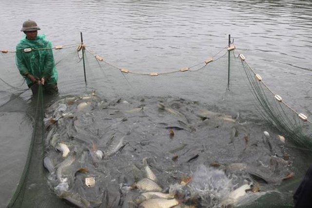 Cá chép của HTX Xuân Hoà được thị trường trong và ngoài tỉnh Nam Định ưa chuộng (Ảnh:TL)