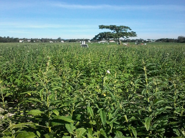 Do chịu được nắng hạn khắc nghiệt của khí hậu miền Trung nên cây mè đã bén duyên với mảnh đất này từ rất lâu đời (Ảnh: TL)