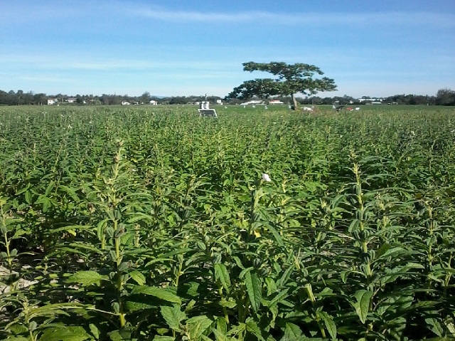 Do chịu được nắng hạn khắc nghiệt của khí hậu miền Trung nên cây mè đã bén duyên với mảnh đất này từ rất lâu đời (Ảnh: TL)