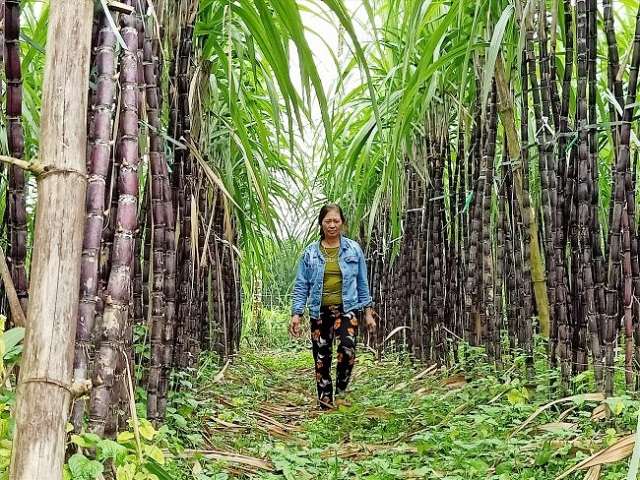 Nhờ mía tím, nhiều hộ dân xã Trà Giang đã vươn lên thoát nghèo (Ảnh: TL)