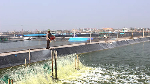 Nuôi trồng thuỷ sản an toàn giúp thành viên HTX Xuân Hoà thu nhập hàng trăm triệu đồng mỗi năm (Ảnh:TL)