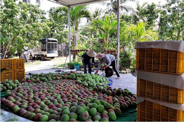 Các THT đã liên kết được với doanh nghiệp bao tiêu đầu ra cho xoài (Ảnh:TL)