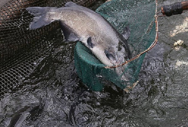 Cá lăng đang được HTX Yên Nguyên tập trung phát triển (Ảnh:TL)