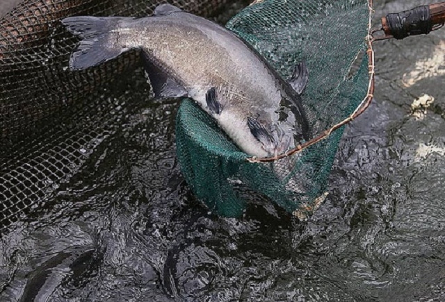Cá lăng đang được HTX Yên Nguyên tập trung phát triển (Ảnh:TL)