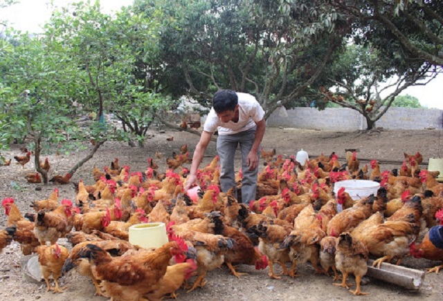 Đời sống người dân được nâng lên nhờ tham gia THT (Ảnh:TL)