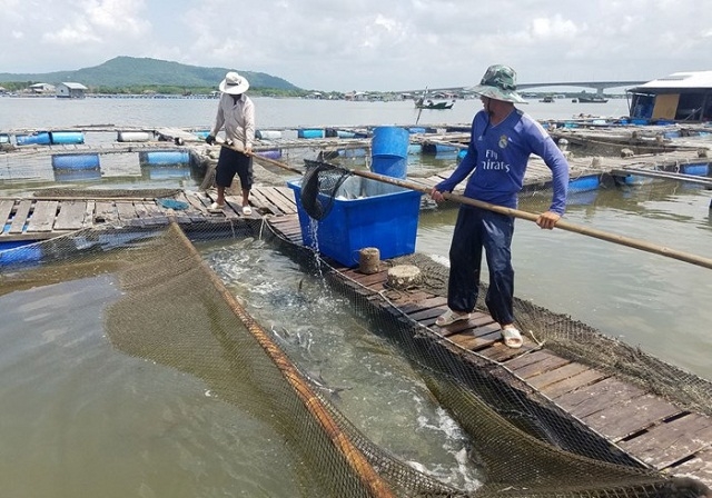 Phát triển nuôi cá lồng theo mô hình HTX giúp địa phương tiến gần đến đích nông thôn mới (Ảnh:TL)