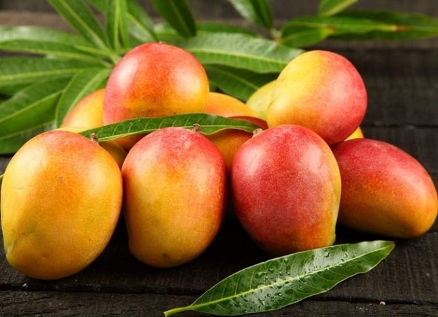 Cam Lâm vốn nổi tiếng với giống xoài Úc