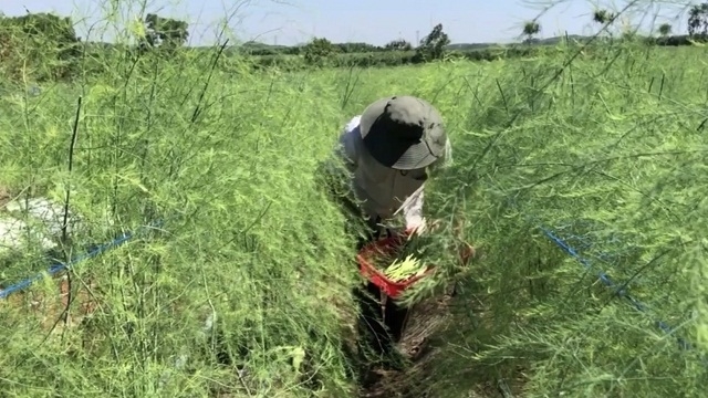 Thời gian tới huyện Bình Sơn đang có kế hoạch làm du lịch cộng đồng từ măng tây (Ảnh: TL)