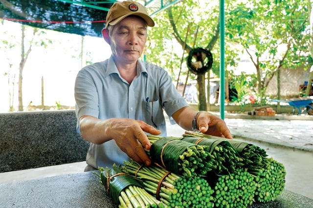 Ông Phạm Số phấn khởi với vụ thu hoạch lứa măng tây đầu tiên (Ảnh: TL)
