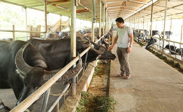 Chăn nuôi gia súc theo hướng an toàn sinh học là hướng phát triển kinh tế tại Hùng Mỹ (Ảnh:TL)