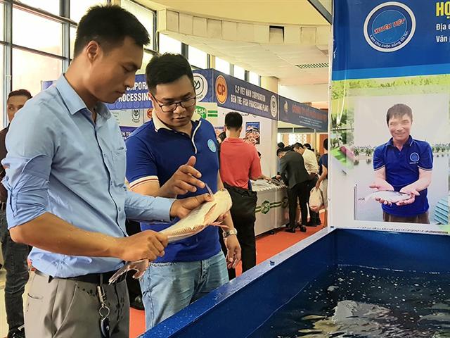 Cá tra ra Bắc là hướng đi mới của doanh nghiệp trong bối cảnh dịch COVID-19 (Ảnh Internet)