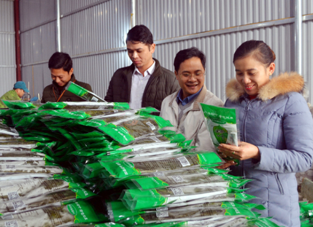 Không những giúp các thành viên nâng cao thu nhập, HTX còn giúp người lao động có việc làm trong những lúc nông nhàn (Ảnh: TL)