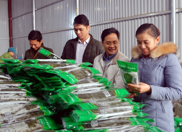 Không những giúp các thành viên nâng cao thu nhập, HTX còn giúp người lao động có việc làm trong những lúc nông nhàn (Ảnh: TL)