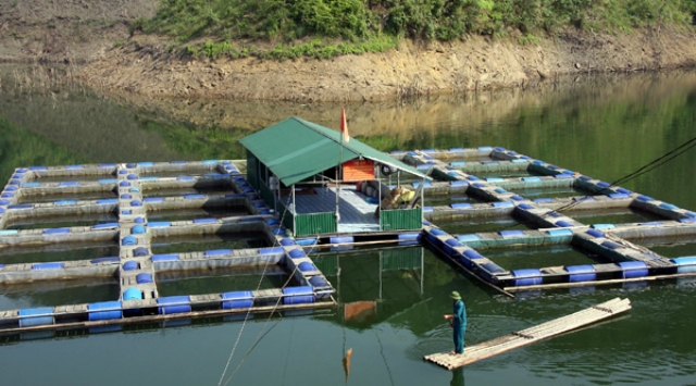 Hà Giang dành một khoản kinh phí nhất định để hỗ trợ người dân và HTX nuôi trồng thuỷ sản (Ảnh: TL)