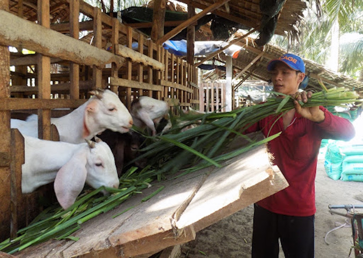 Nông dân mạnh dạn mở rộng quy mô sản xuất.