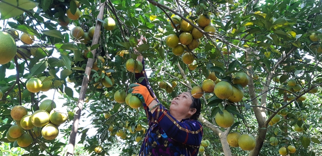 Từ trồng cam, nhiều hộ có thu nhập trên 100 triệu đồng/tháng (Ảnh: TL)