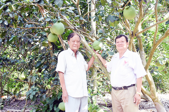 HTX hoạt động hiệu quả, tạo điểm tựa sản xuất vững vàng cho thành viên (Ảnh Tư liệu)